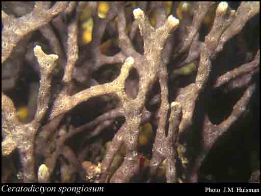 Photograph of Ceratodictyon spongiosum Zanardini