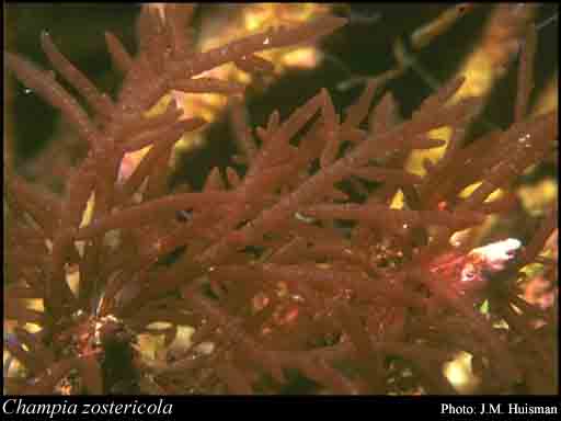 Photograph of Champia zostericola (Harv.) Reedman & Womersley