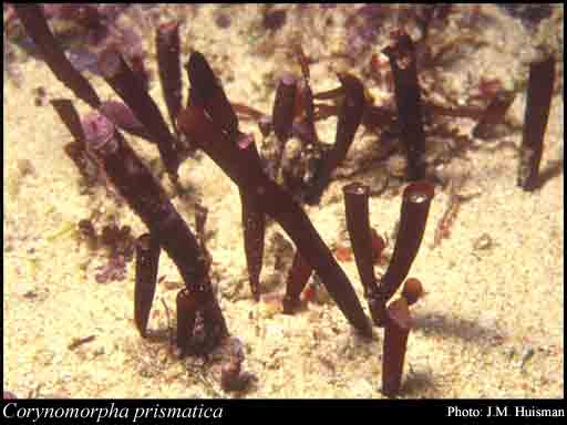 Photograph of Corynomorpha prismatica (J.Agardh) J.Agardh