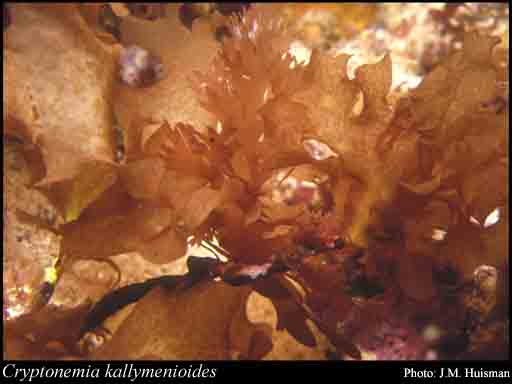 Photograph of Cryptonemia kallymenioides (Harv.) Kraft