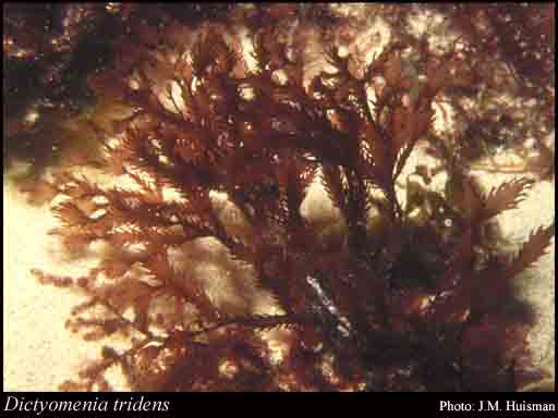 Photograph of Dictyomenia tridens (Turner) Grev.