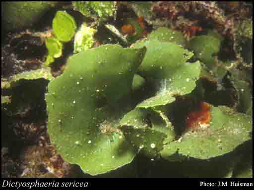 Photograph of Dictyosphaeria sericea Harv.