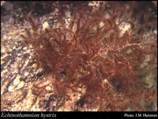 Photograph of Echinothamnion hystrix (Hook.f. & Harv.) Kylin