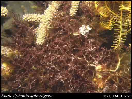 Photograph of Endosiphonia spinulosa (Harv.) Womersley & Parsons