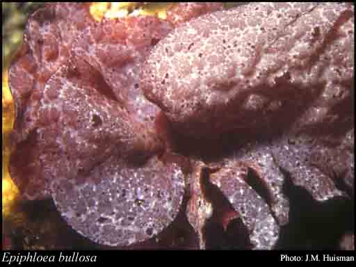 Photograph of Epiphloea bullosa (Harv.) G.De Toni