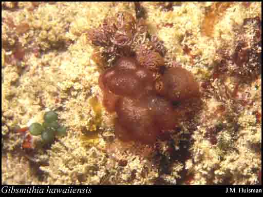 Photograph of Gibsmithia hawaiiensis Doty