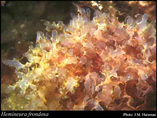 Photograph of Hemineura frondosa (Hook.f. & Harv.) Harv.