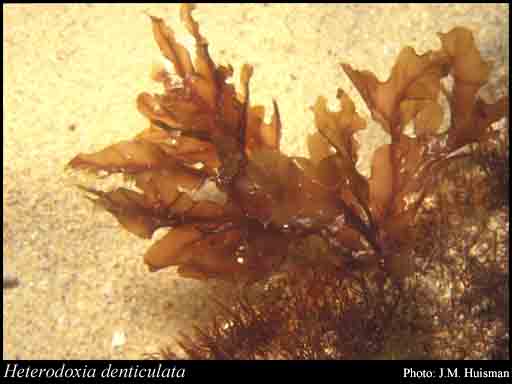 Photograph of Heterodoxia denticulata (Kuntze) J.Agardh