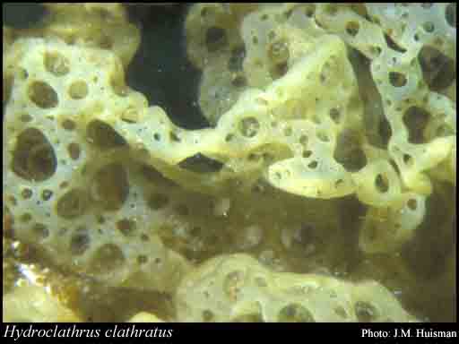 Photograph of Hydroclathrus clathratus (C.Agardh) M.Howe