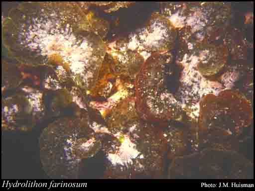 Photograph of Hydrolithon farinosum (J.V.Lamour.) Penrose & Y.M.Chamb.