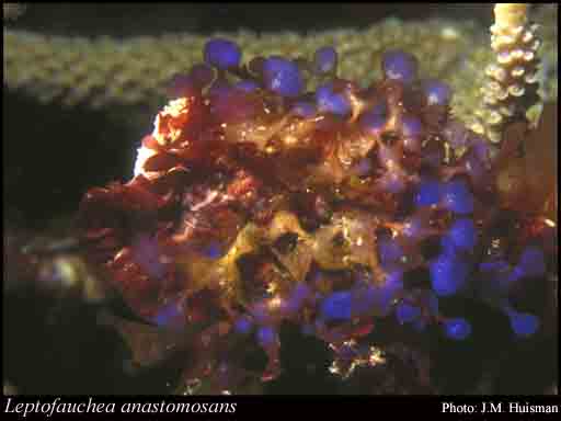 Photograph of Leptofauchea anastomosans (Weber Bosse) R.E.Norris & Aken