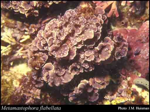 Photograph of Metamastophora flabellata (Sond.) Setch.
