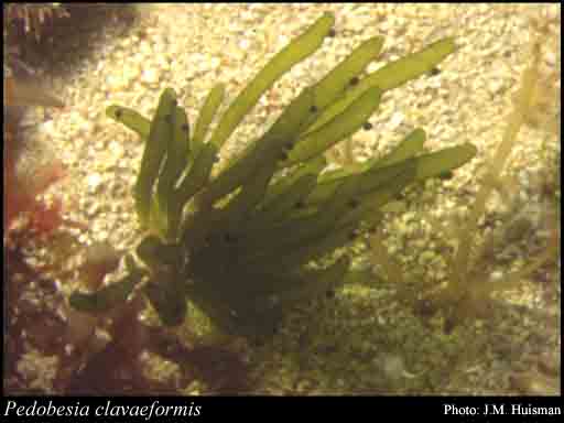 Photograph of Pedobesia clavaeformis (J.Agardh) MacRaild & Womersley