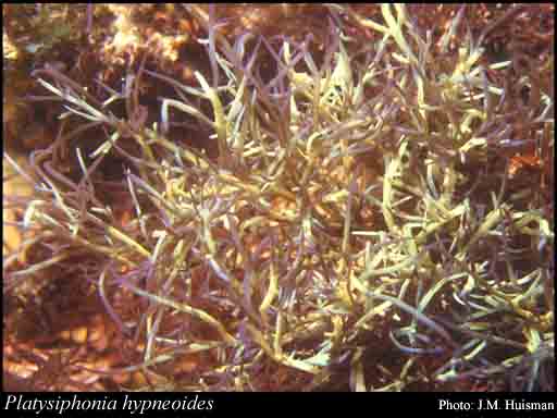 Photograph of Platysiphonia hypneoides (Harv.) Womersley & Shepley