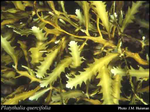 Photograph of Platythalia quercifolia (Turner) Sond.