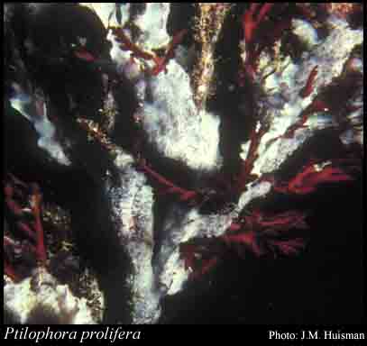 Photograph of Ptilophora prolifera (Harv.) J.Agardh