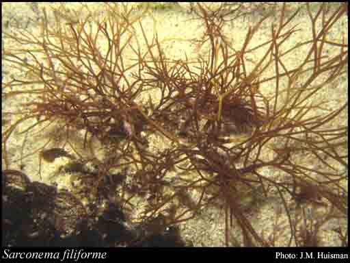 Photograph of Sarconema filiforme (Sond.) Kylin