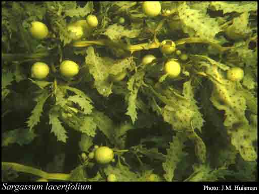 Photograph of Sargassum lacerifolium (Turner) C.Agardh
