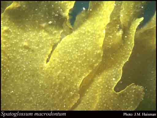 Photograph of Spatoglossum macrodontum J.Agardh