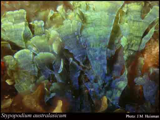 Photograph of Stypopodium australasicum (Zanardini) Allender & Kraft