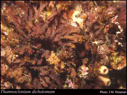 Photograph of Thamnoclonium dichotomum (J.Agardh) J.Agardh