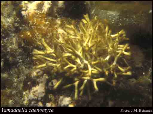 Photograph of Yamadaella caenomyce (Decne.) I.A.Abbott