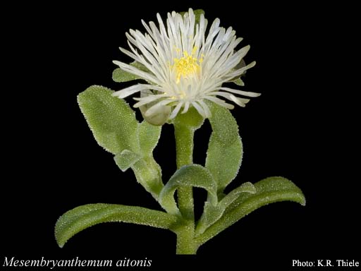 Photo of Mesembryanthemum aitonis Jacq.