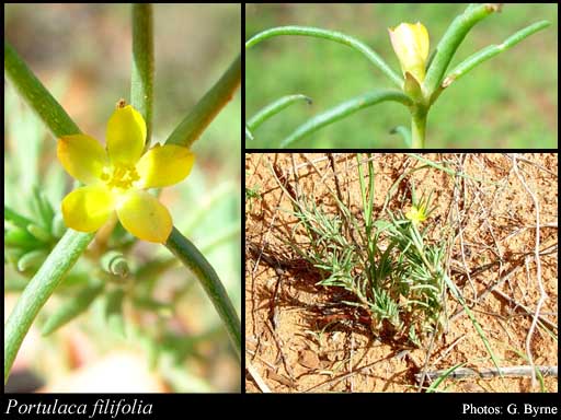 Photo of Portulaca filifolia F.Muell.