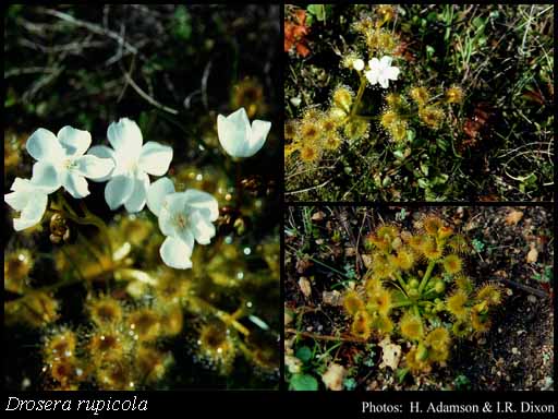 Photograph of Drosera rupicola (N.G.Marchant) Lowrie