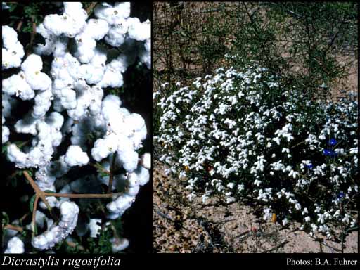 Photograph of Dicrastylis rugosifolia (Munir) Rye