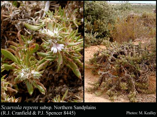 Photograph of Scaevola repens subsp. Northern Sandplains (R.J. Cranfield & P.J. Spencer 8445)