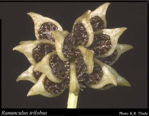 Photograph of Ranunculus trilobus Desf.