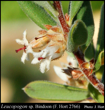 Photograph of Leucopogon sp. Bindoon (F. Hort 2766)