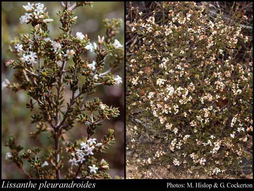 Photograph of Lissanthe pleurandroides (F.Muell.) Crayn & Hislop