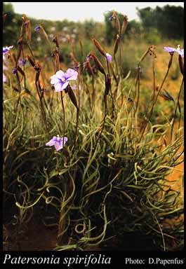 Photograph of Patersonia spirifolia Keighery