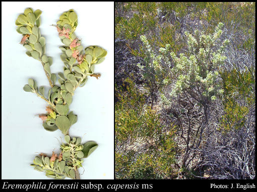 Photograph of Eremophila forrestii subsp. capensis Chinnock