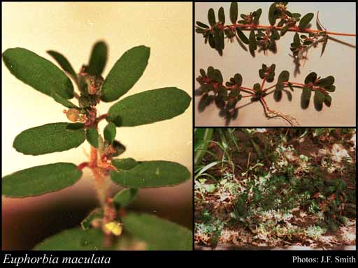 Photograph of Euphorbia maculata L.