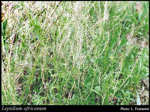 Photograph of Lepidium africanum (Burm.f.) DC.