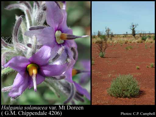Photograph of Halgania solanacea var. Mt Doreen (G.M. Chippendale 4206)