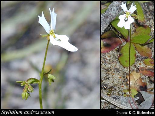 Photograph of Stylidium androsaceum Lindl.