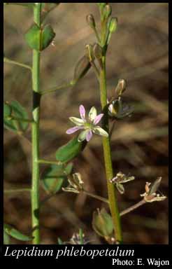 Photograph of Lepidium phlebopetalum (F.Muell.) F.Muell.