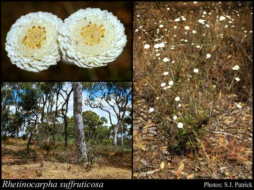 Photo of Rhetinocarpha suffruticosa (Benth.) Paul G.Wilson & M.A. Wilson