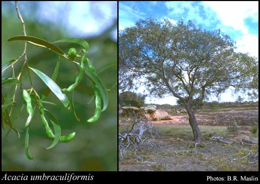 Photograph of Acacia umbraculiformis Maslin & Buscumb