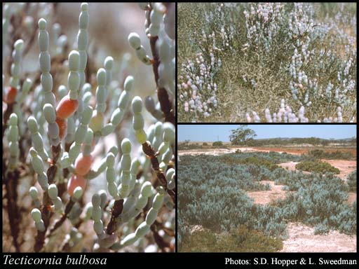 Photograph of Tecticornia bulbosa (Paul G.Wilson) K.A.Sheph. & Paul G.Wilson