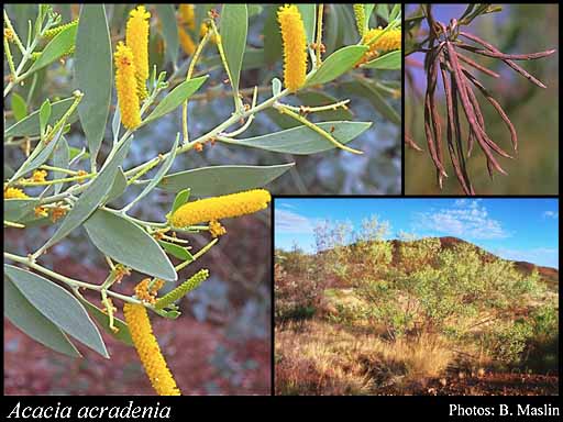 Photograph of Acacia acradenia F.Muell.