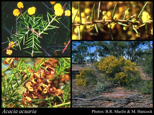 Photograph of Acacia acuaria W.Fitzg.