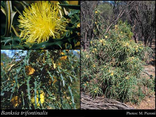 Photo of Banksia trifontinalis (A.S.George) A.R.Mast & K.R.Thiele