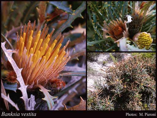 Photo of Banksia vestita (Meisn.) A.R.Mast & K.R.Thiele
