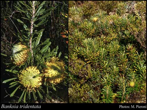 Photo of Banksia tridentata (Meisn.) B.D.Jacks.