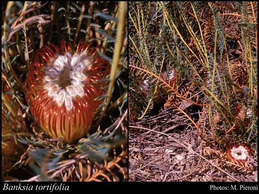 Photo of Banksia tortifolia (Meisn.) A.R.Mast & K.R.Thiele
